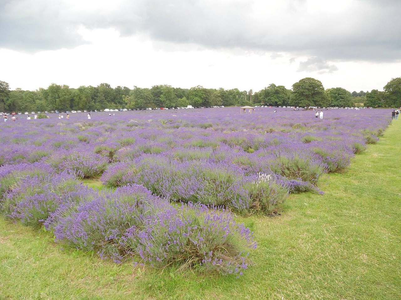 Mediterrane Bepflanzung Lavendel